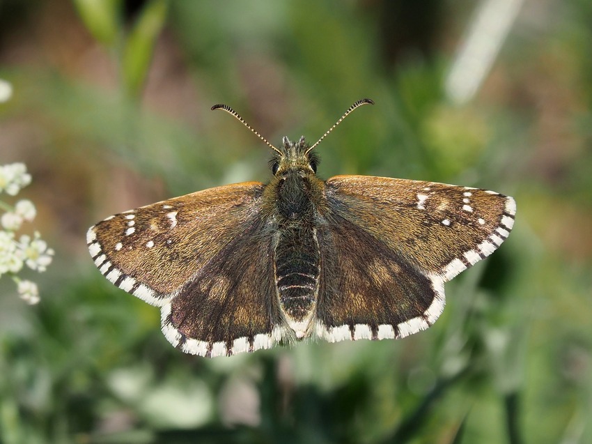 Pyrgus armoricanus?...no,  Pyrgus sp.